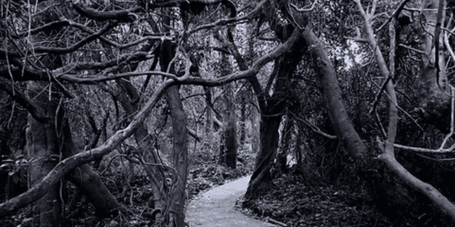 The Haunted Forest Marathon